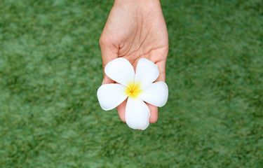 Frangipani or Plumeria flower in woman hands at garden.