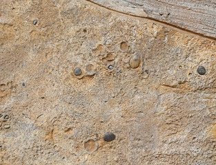 Replica fossil on the wall