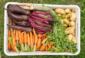 Fresh organic ripe vegetable background