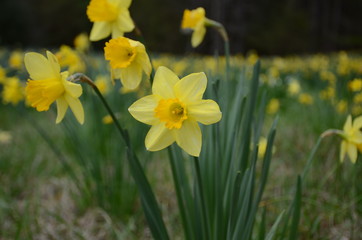 Fototapeta premium daffodil