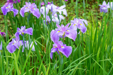 ハナショウブのカラフルな花が咲く