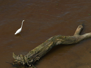White heron stand in water near by the river. A log in the water and a heron