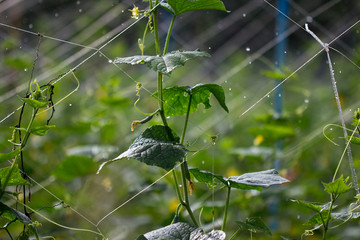 Fresh green cucumber growing in garden, Young plant cucumber with yellow flowers.