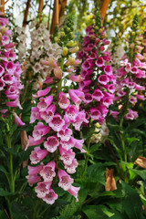 Pink flower in garden.