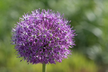 Purple king - Allium jesdianum - close-up view against green background