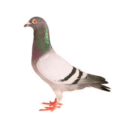 portrait full body of male speed racing pigeon bird isolate white background