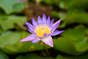 Close up purple lotus flower blooming with yellow pollen and green leaves in pond. Aquatic plant for garden decoration and in buddhism.