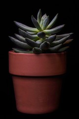 Cactus in a Pot 1