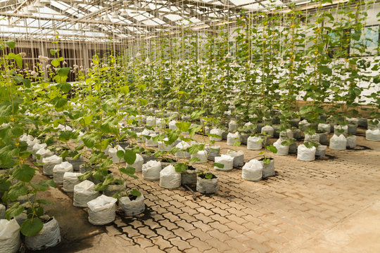 Hydroponic Cucumber Vegetable Farm.