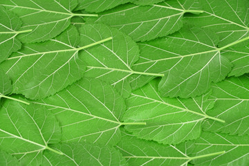 fresh green mulberry leaves as nature background