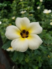 Flowers in the garden