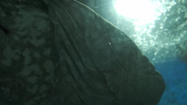 Fish aquarium. dangerous fish swiming in aquarium in oceanarium. Colorful aquarium tank filled with stones, seaweed. Colorful aquarium, beautiful fish in ocean.