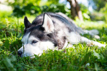 Portrait of Cute siberian husky lying on green grass.Husky dog is relaxing in a green field of grass at evening. Siberian husky against nature background. dog lying on ground in the park.