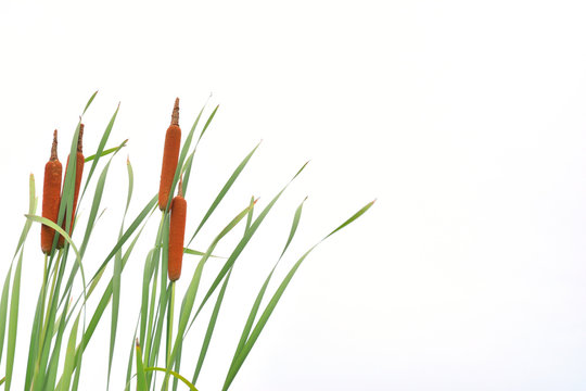 蒲の穂 の画像 34 168 件の Stock 写真 ベクターおよびビデオ Adobe Stock