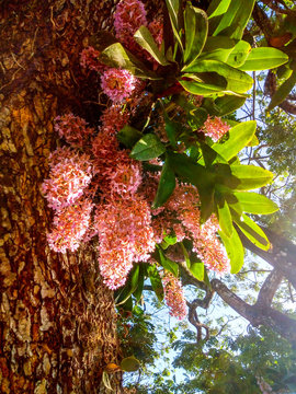 Flor injerto