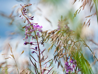 Flowers of fireweed and meadow fescue on a bright sunny day. Close-up