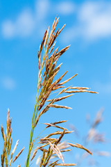 Meadow fescue (Festuca partensis) on a bright sunny day