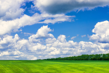 View of agricultural field with white fluffy clouds in blue sky at sunny summer day