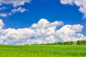 View of agricultural field with white fluffy clouds in blue sky at sunny summer day
