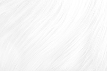 Obraz premium Background from natural fur. Animal Hair Background. Black and White Background.