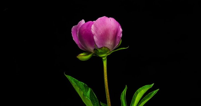 Timelapse of pink peony flower blooming on black background