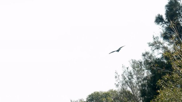 Australian hawk circling. Flying bird of prey silhouetted on an overcast skyline.