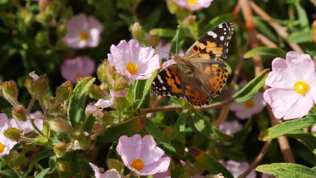 A painted lady butterfly with colorful wings feeding on nectar and collecting pollen on pink wild flowers during a California bloom.