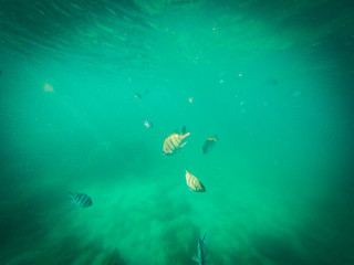Fototapeta na wymiar underwater world. Snorkeling with Clown fish, reef, rock and coral