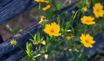In the outdoor park, there are iron black benches and yellow flowers,Coreopsis drummondii Torr. et...