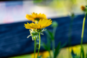 In the outdoor park, there are iron black benches and yellow flowers,Coreopsis drummondii Torr. et...