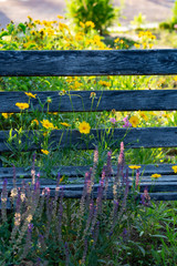 In the outdoor park, there are iron black benches and yellow flowers,Coreopsis drummondii Torr. et...