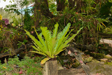 Fototapeta premium Platycerium ferns staghorn or elkhorn fern tree decoration in the garden