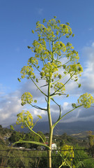Large fennel like plant in Andalusian countryside
