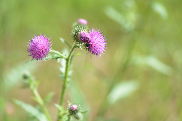 Thistle flowers on the lawn on a summer day close up