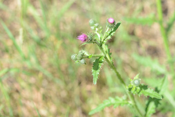 Thistle flowers on the lawn on a summer day close up