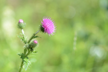 Thistle flowers on the lawn on a summer day close up