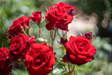 紅い薔薇