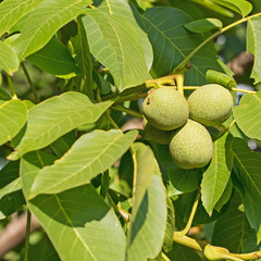 Walnüsse, Juglans regia, am Baum