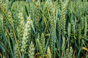 Green wheat growing