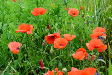 Obraz premium Poppies in the field