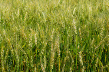 Ripening rye on the field