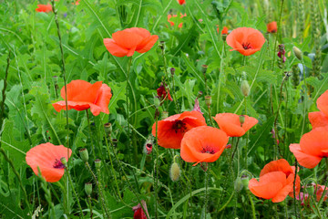 Poppies in the field