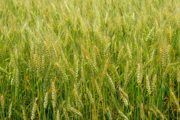 Ripening rye on the field