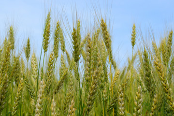 Ripening rye on the field