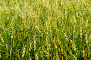 Ripening rye on the field