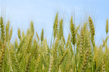 Fototapeta premium Ripening rye on the field