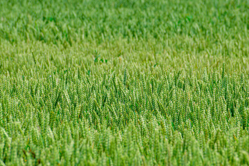 Green wheat growing