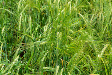 Ripening barley on the field