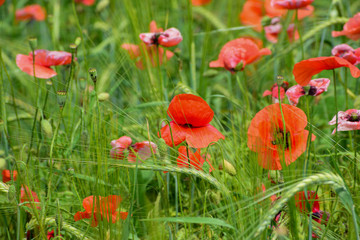 Poppies in the field