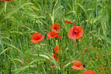 Poppies in the field